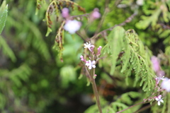 Valeriana urticifolia