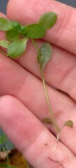 Callitriche
