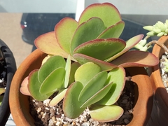 Kalanchoe luciae