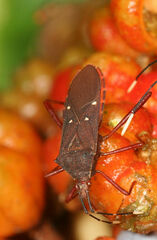 Leptoscelis quadrisignatus