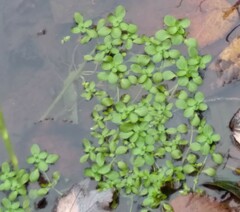 Callitriche
