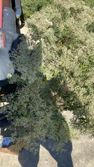 Eupatorium hyssopifolium