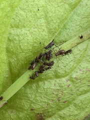 Aphis fabae