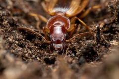 Cymindis lineola