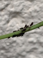 Aphis fabae