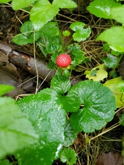 Potentilla indica