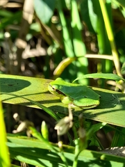 Hyla meridionalis