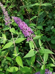 Buddleja davidii