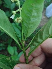 Palicourea caerulea