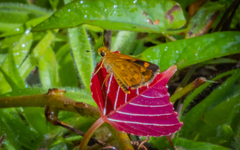 Taractrocera ceramas