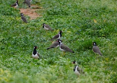 Vanellus indicus