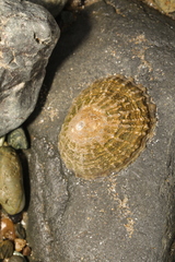 Patella vulgata