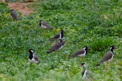 Vanellus indicus