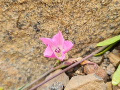 Convolvulus chilensis