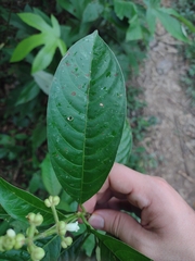 Palicourea caerulea