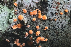 Aleurodiscus amorphus