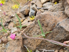Convolvulus chilensis