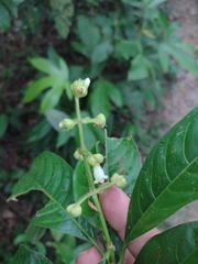 Palicourea caerulea