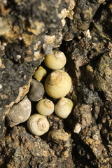 Littorina saxatilis