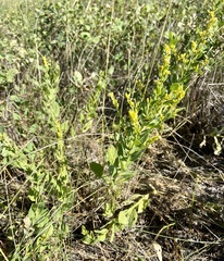 Solidago mollis