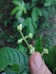 Palicourea caerulea