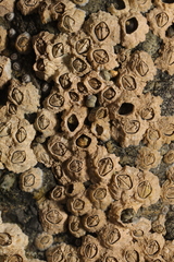 Semibalanus balanoides