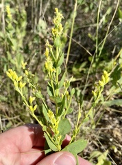Solidago mollis