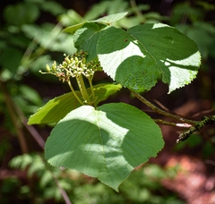 Viburnum lantanoides
