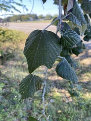 Vitis mustangensis