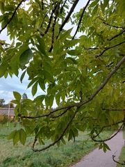 Fraxinus excelsior