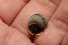 Littorina saxatilis