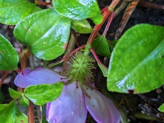 Heterotis rotundifolia