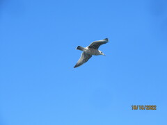 Larus fuscus