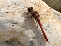 Sympetrum vulgatum