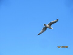 Larus fuscus
