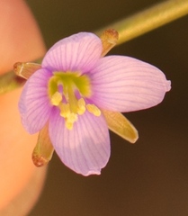 Heliophila adpressa