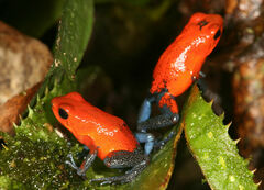 Oophaga pumilio
