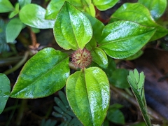Heterotis rotundifolia
