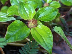 Heterotis rotundifolia