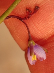 Heliophila adpressa