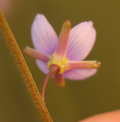 Heliophila adpressa