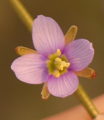 Heliophila adpressa