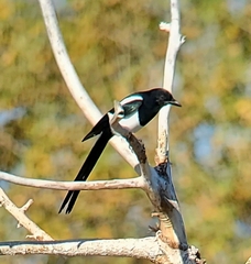 Pica hudsonia