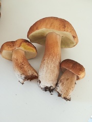 Boletus reticulatus