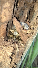 Leptodeira rhombifera