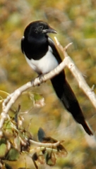 Pica hudsonia