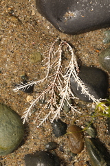 Corallina officinalis