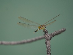 Trithemis pallidinervis