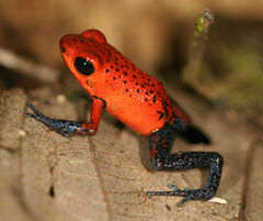 Oophaga pumilio