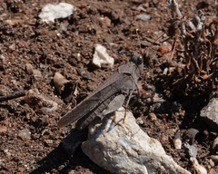 Trimerotropis thalassica